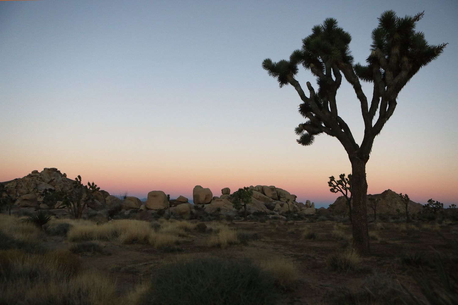 Il parco&nbsp;Joshua&nbsp;Tree