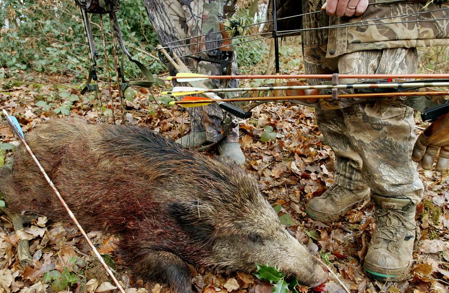 Caccia al cinghiale con l'arco&nbsp;