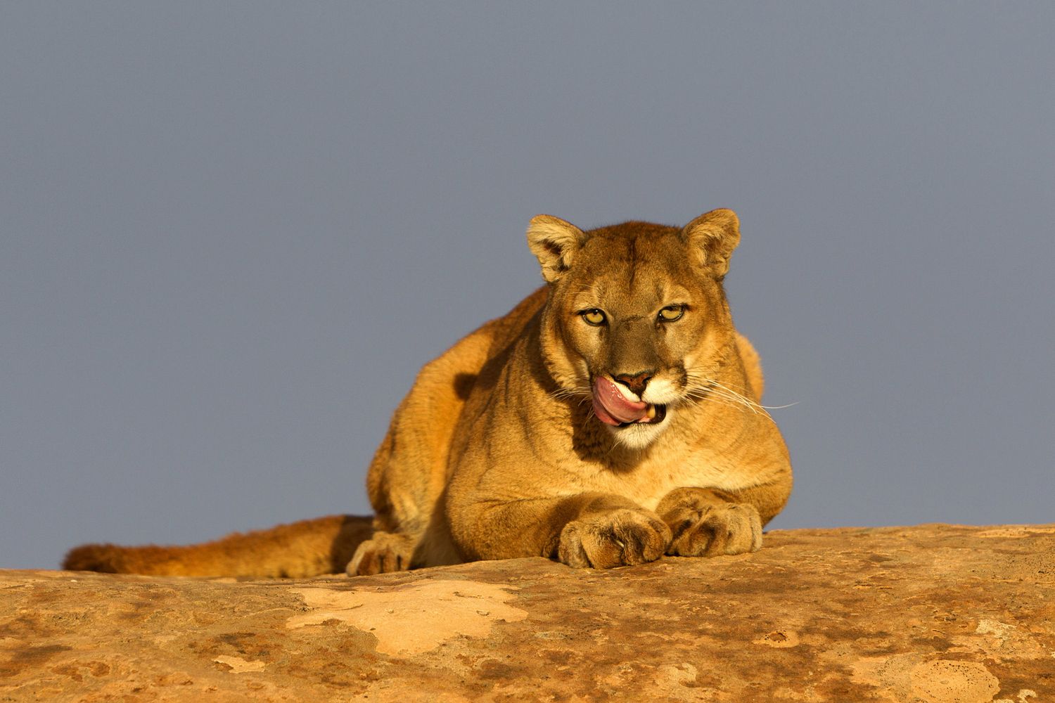 &nbsp;&nbsp;Un puma nello Utah, Stati Uniti&nbsp;