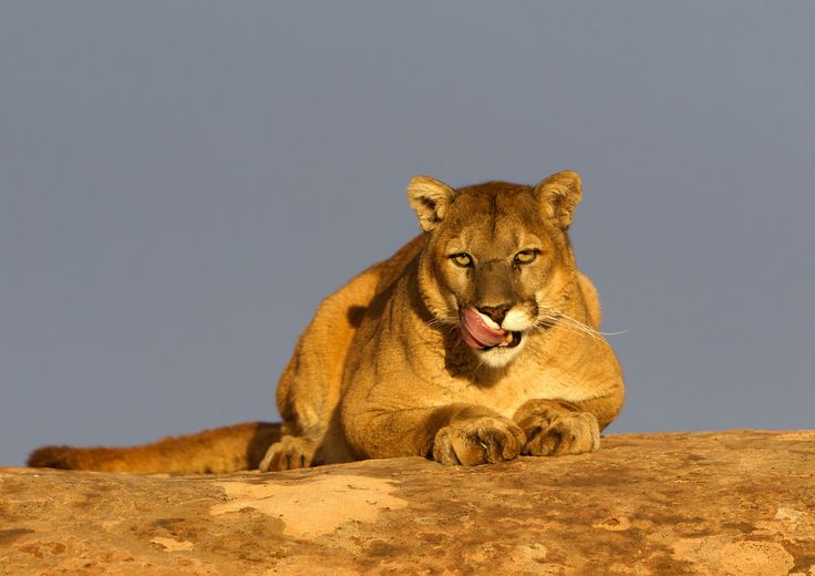 &nbsp;&nbsp;Un puma nello Utah, Stati Uniti&nbsp;