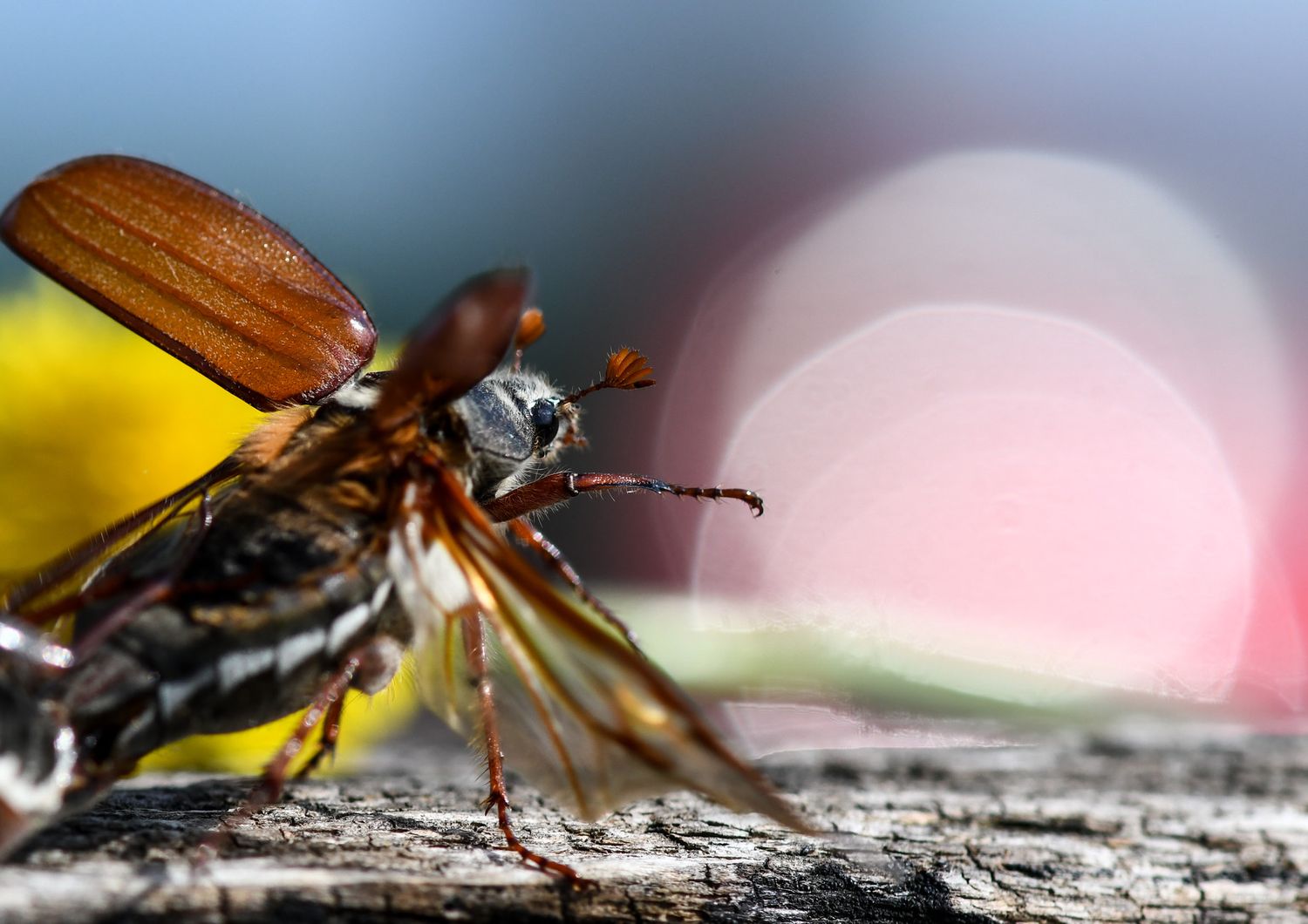 Tra 100 anni potrebbero sparire gli insetti&nbsp;