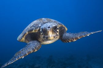 Tartaruga Caretta caretta