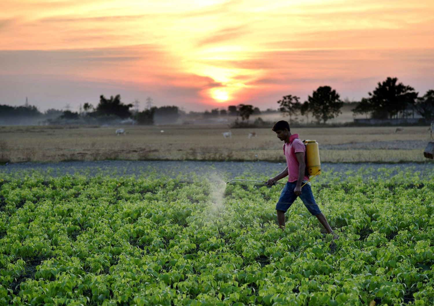 Pesticidi in agricoltura