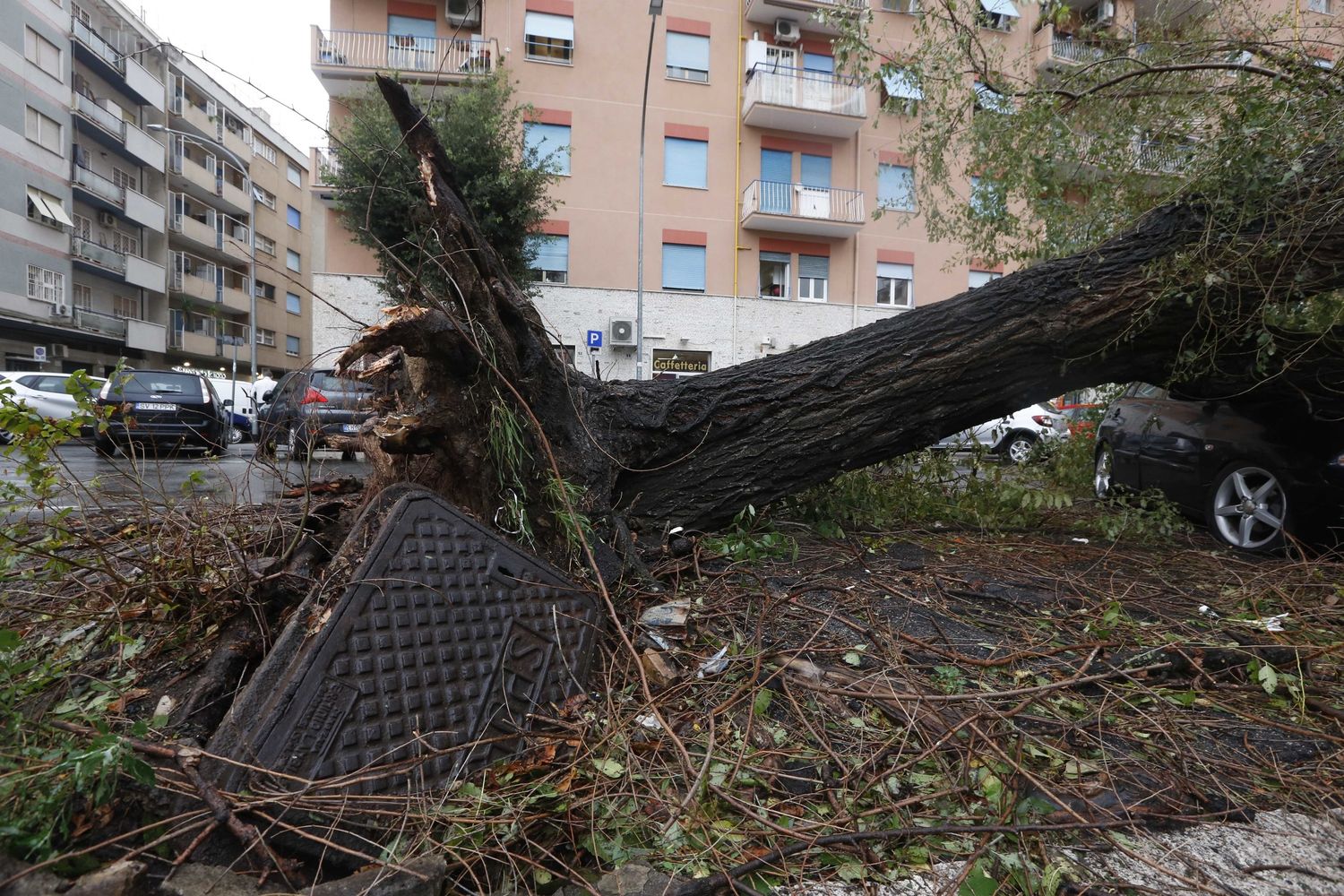 Albero caduto per il vento a Roma