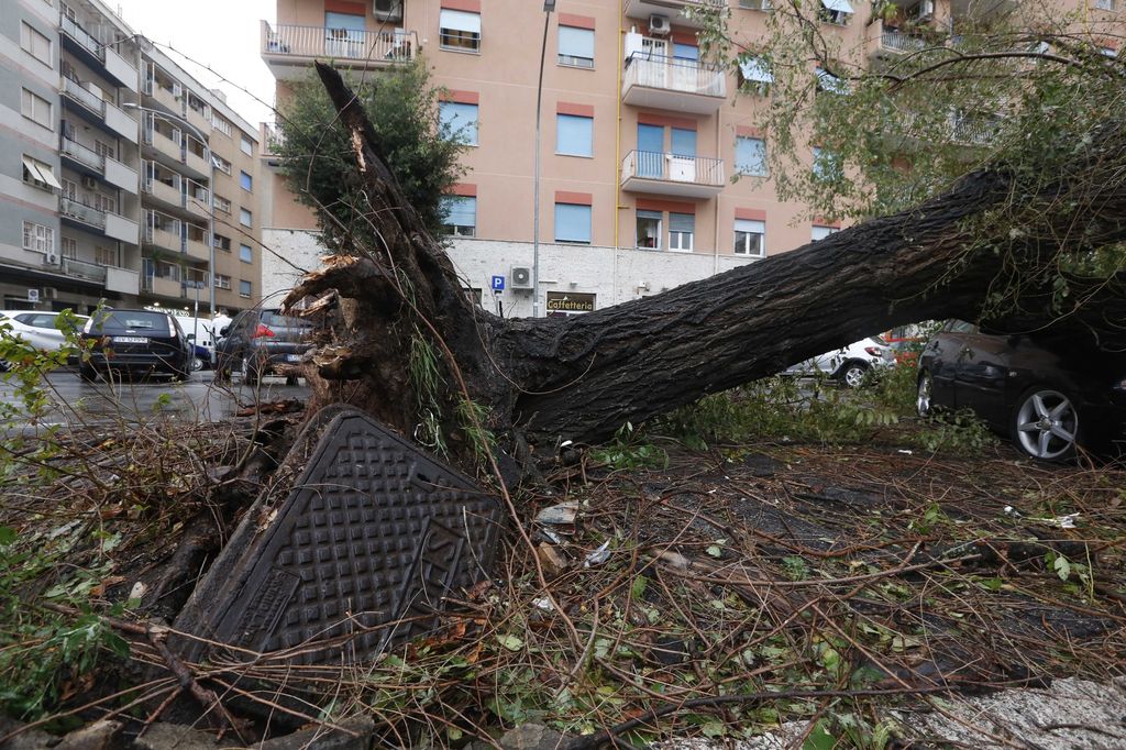 Albero caduto per il vento a Roma