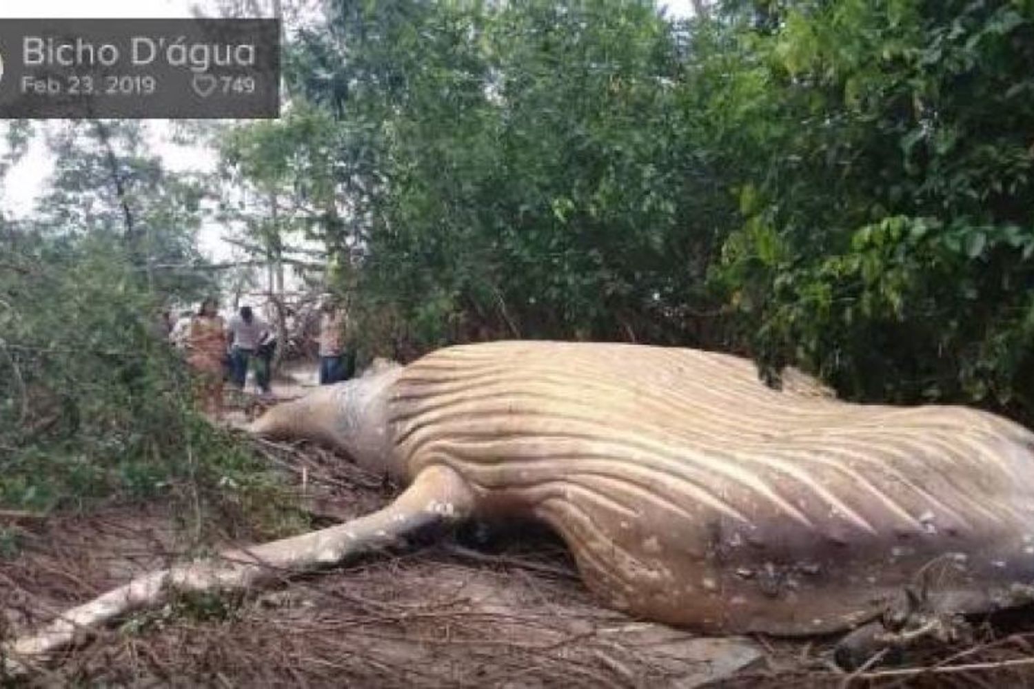 Balena spiaggiata in Amazzonia