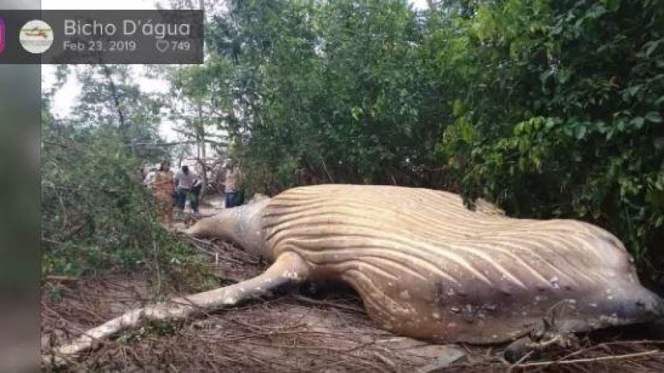 Balena spiaggiata in Amazzonia