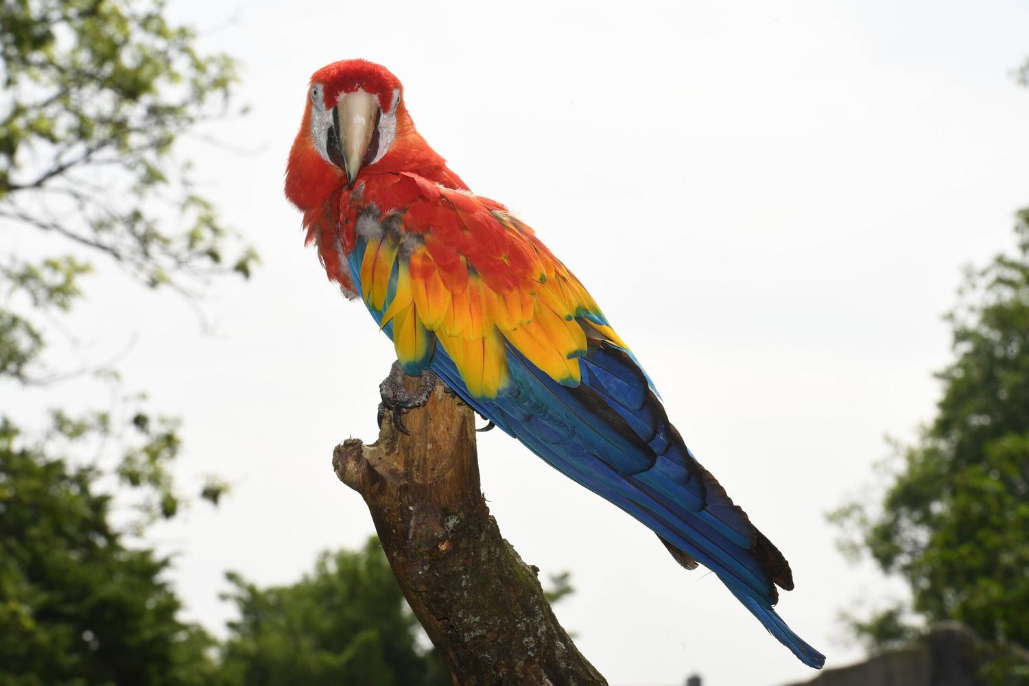 Il pappagallo Douglas che interpretava Rosalinda in Pippi Calzelunghe