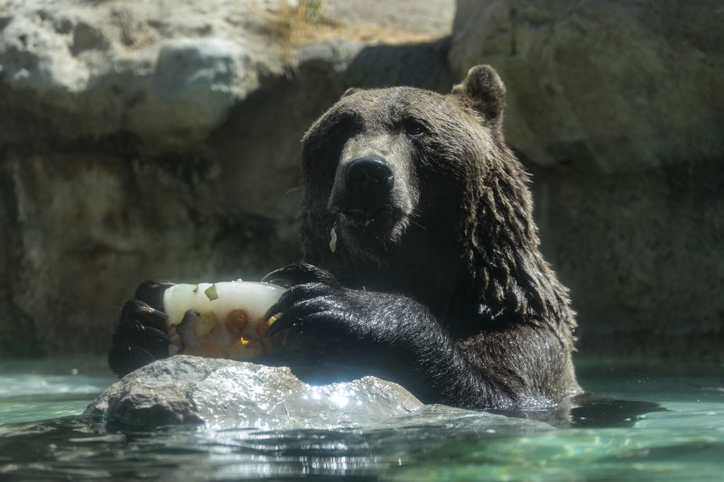 &nbsp;Bioparco di Roma