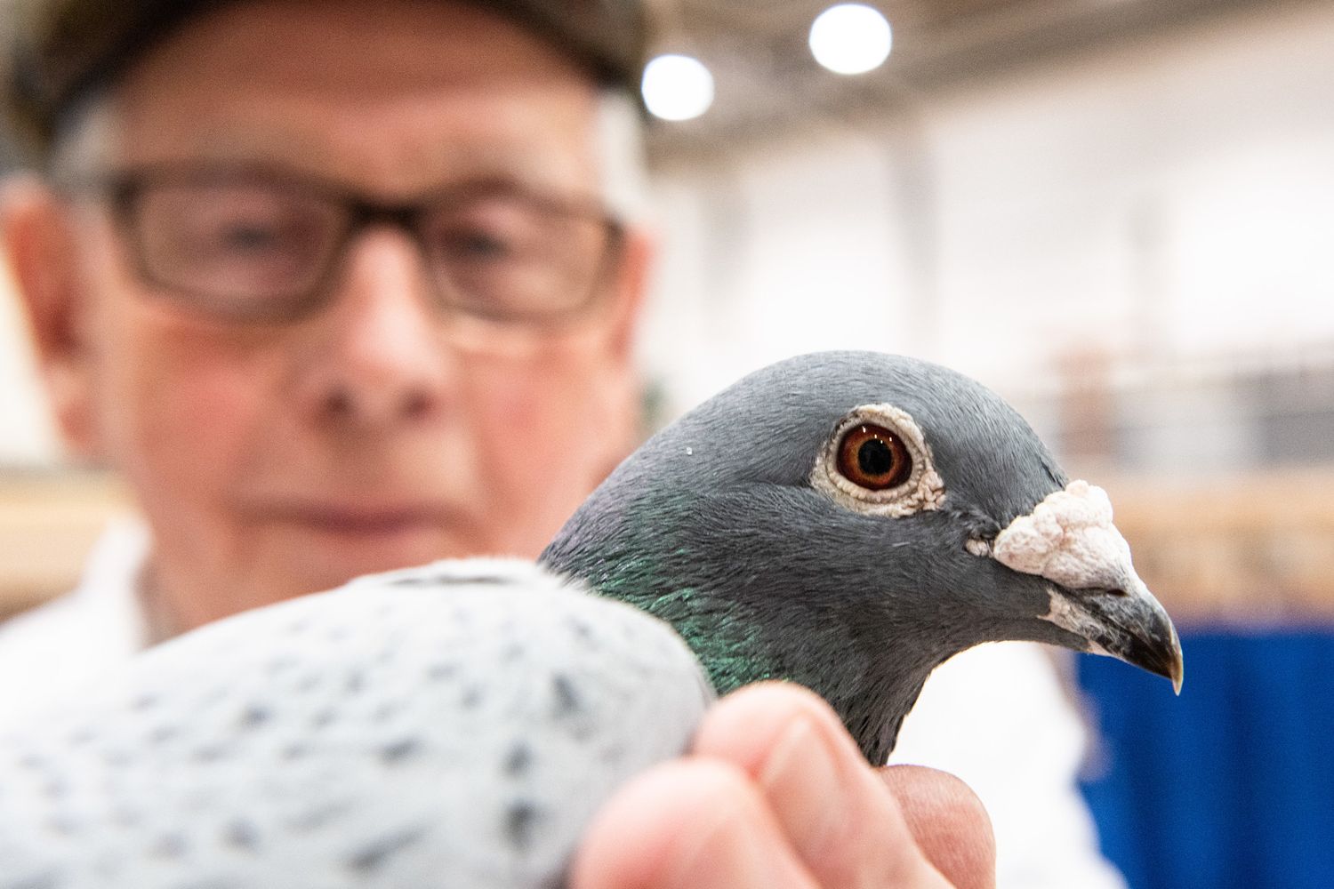 Piccione viaggiatore