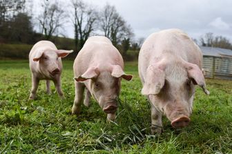 Un allevamento di maiali&nbsp;