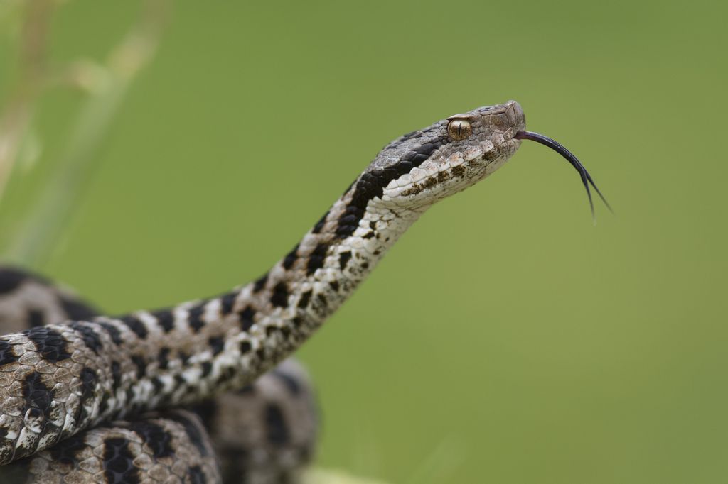 Vipera