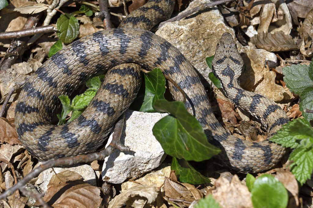 Vipera