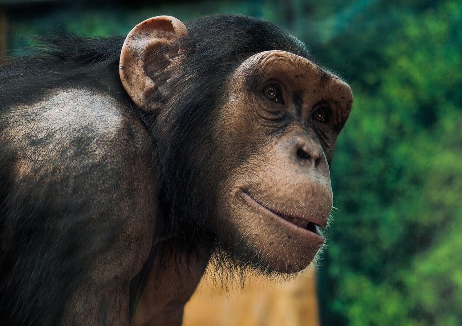 Scimpanz&egrave; (Guillame Souvant/AFP)