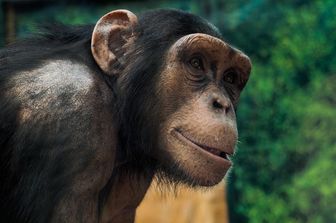 Scimpanz&egrave; (Guillame Souvant/AFP)