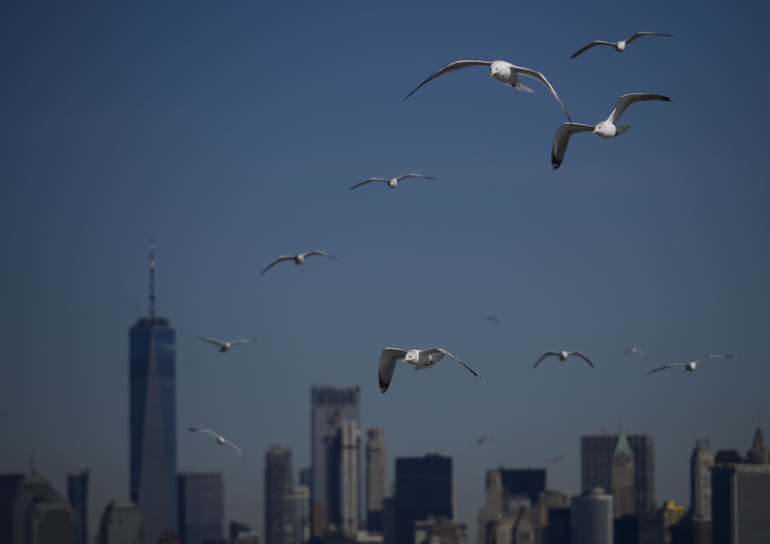 Gabbiani in volo tra i grattacieli di Manhattan&nbsp;