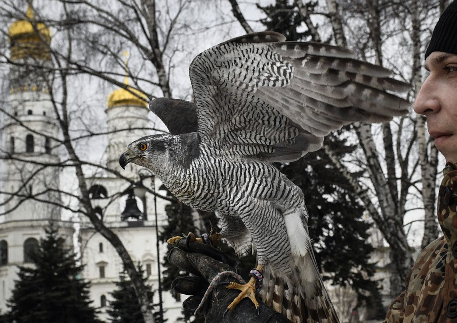 &nbsp;Alpha, il falco che vigila sulla sicurezza del Cremlino (Alexander Nemenov/AFP)