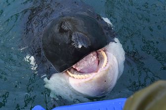 Orca nel mare del Giappone