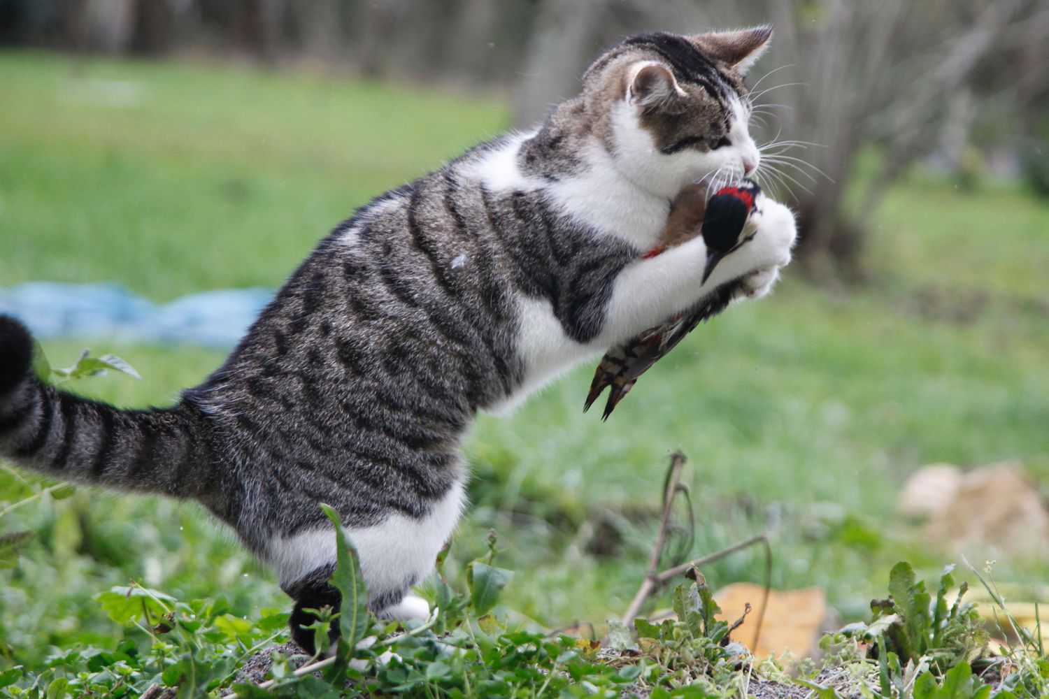 Un gatto cattura un picchio