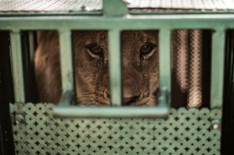 Zoo di Rafah, aprile 2019