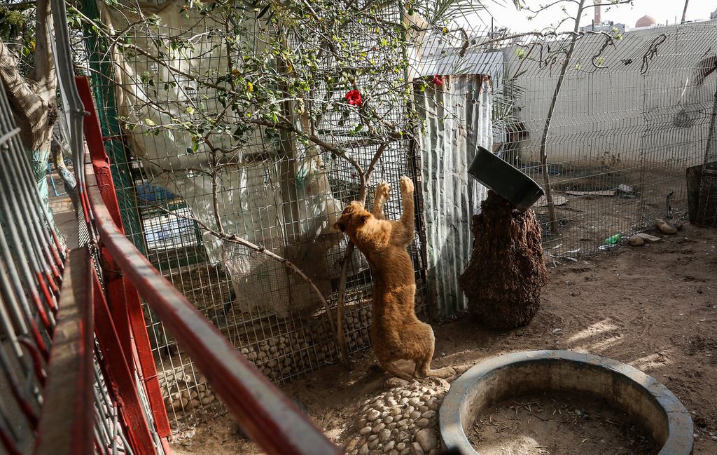 &nbsp;Zoo di Rafah, aprile 2019