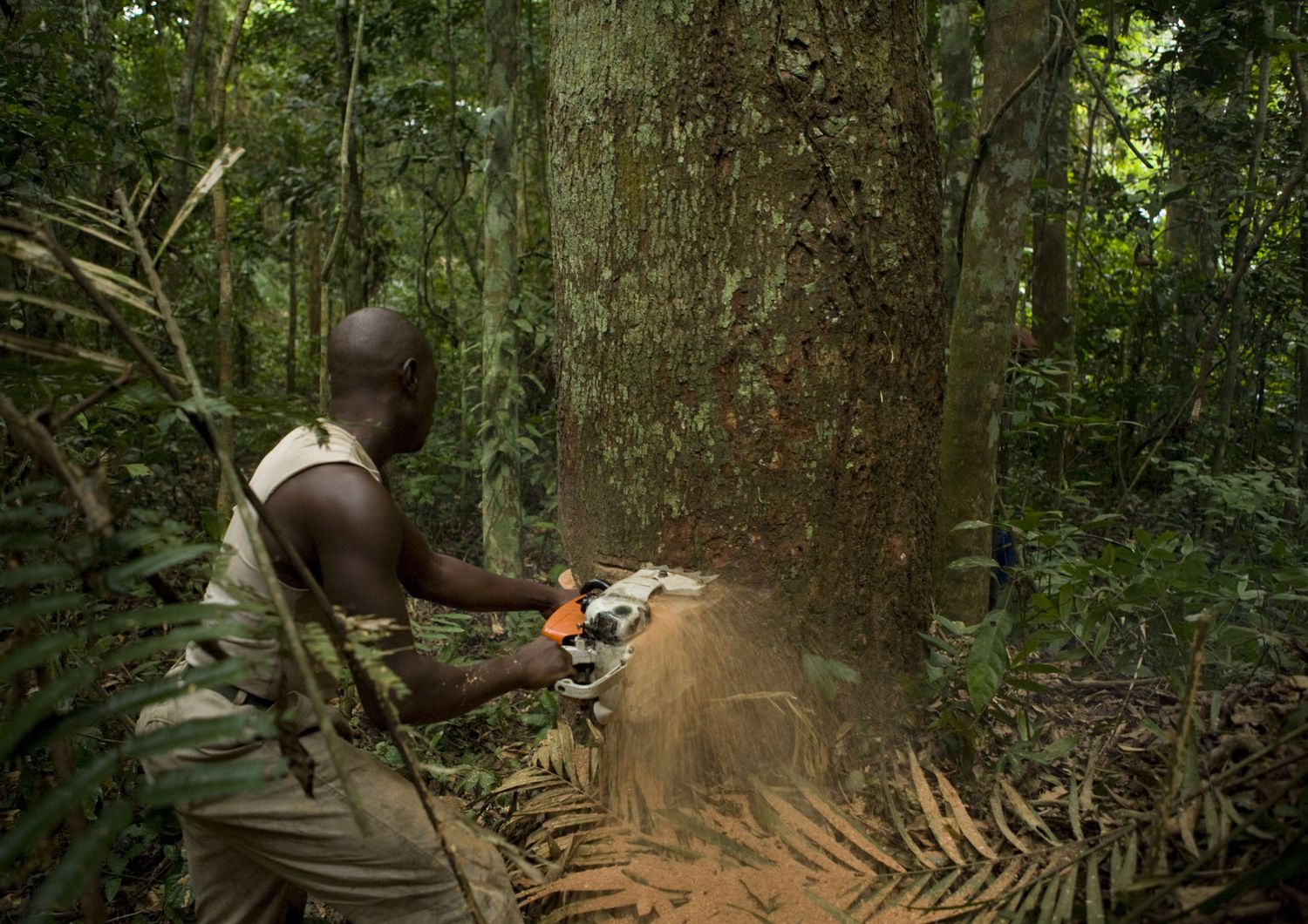 Legno, Congo