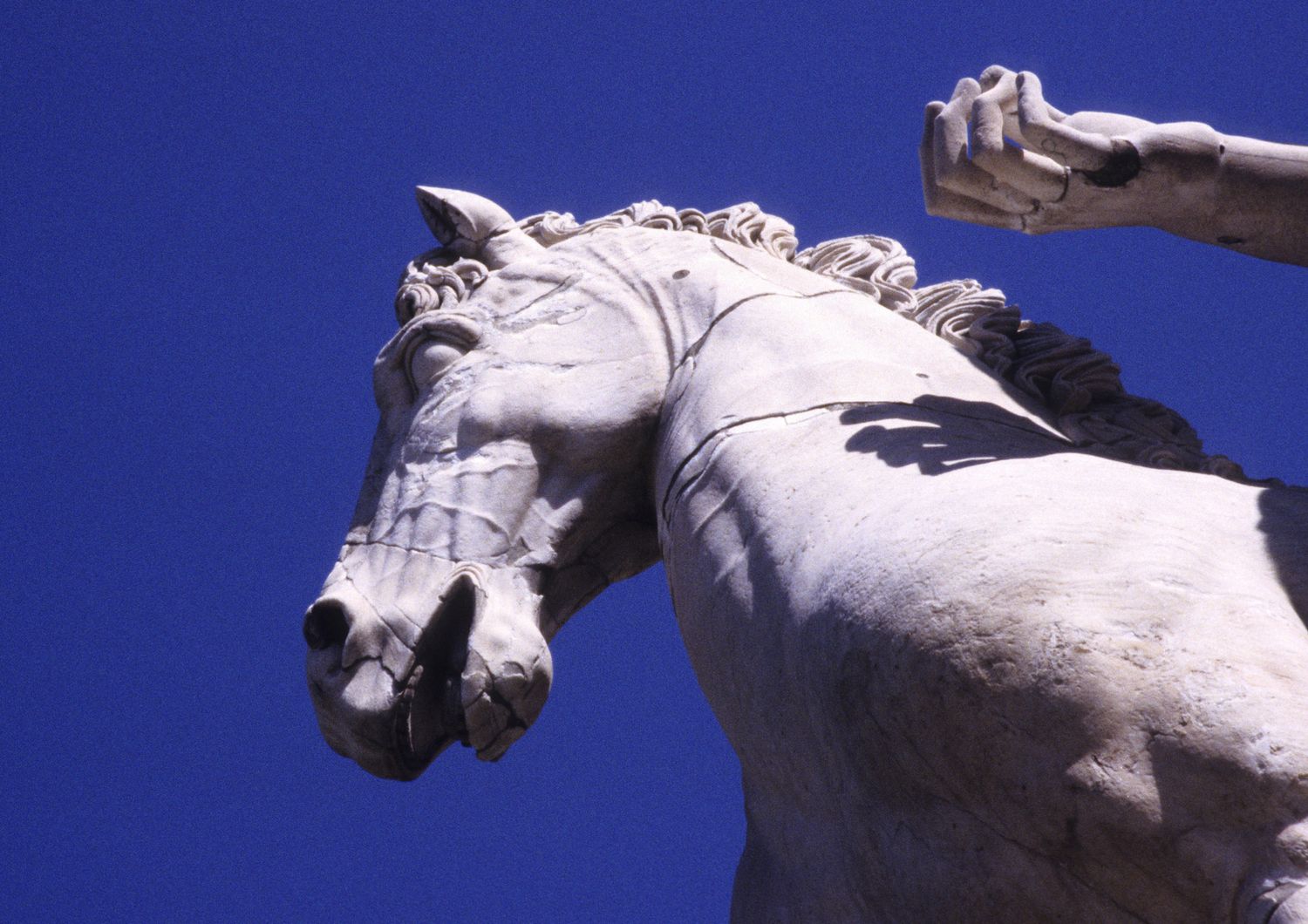 Il cavallo dei Dioscuri a Piazza del Campidoglio