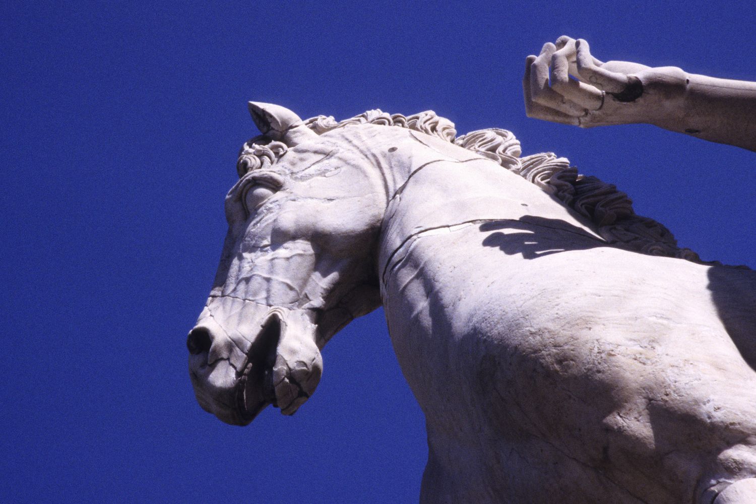 Il cavallo dei Dioscuri a Piazza del Campidoglio