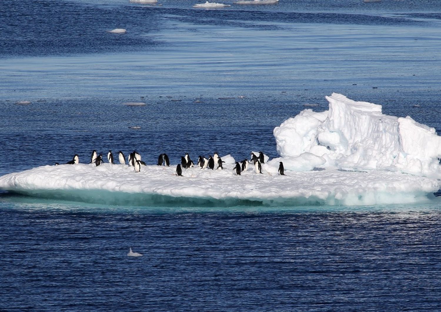 Pinguini su un iceberg in Antardite (foto d'archivio)