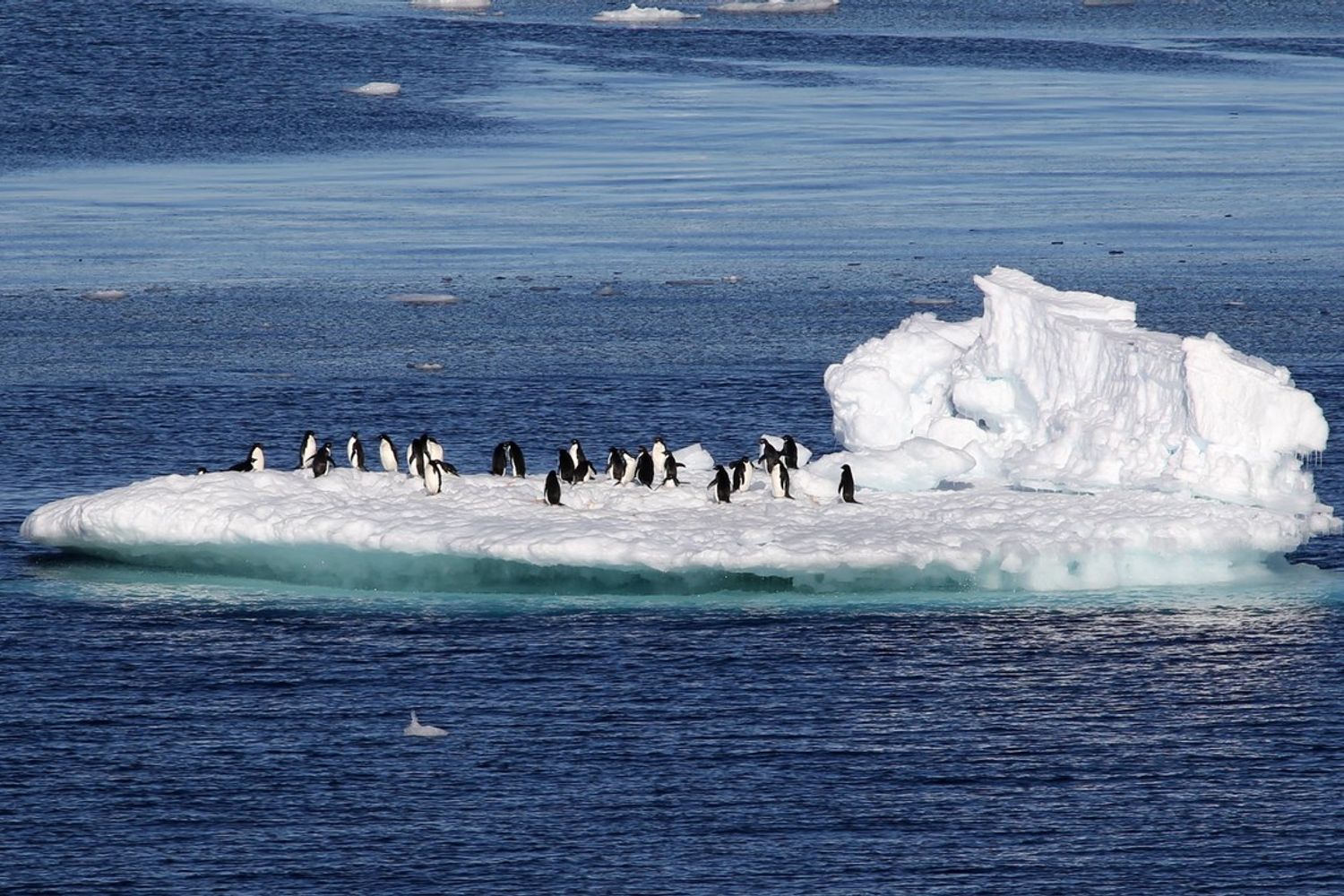 Pinguini su un iceberg in Antardite (foto d'archivio)