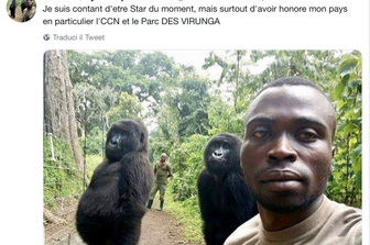 gorilla&nbsp;selfie&nbsp;