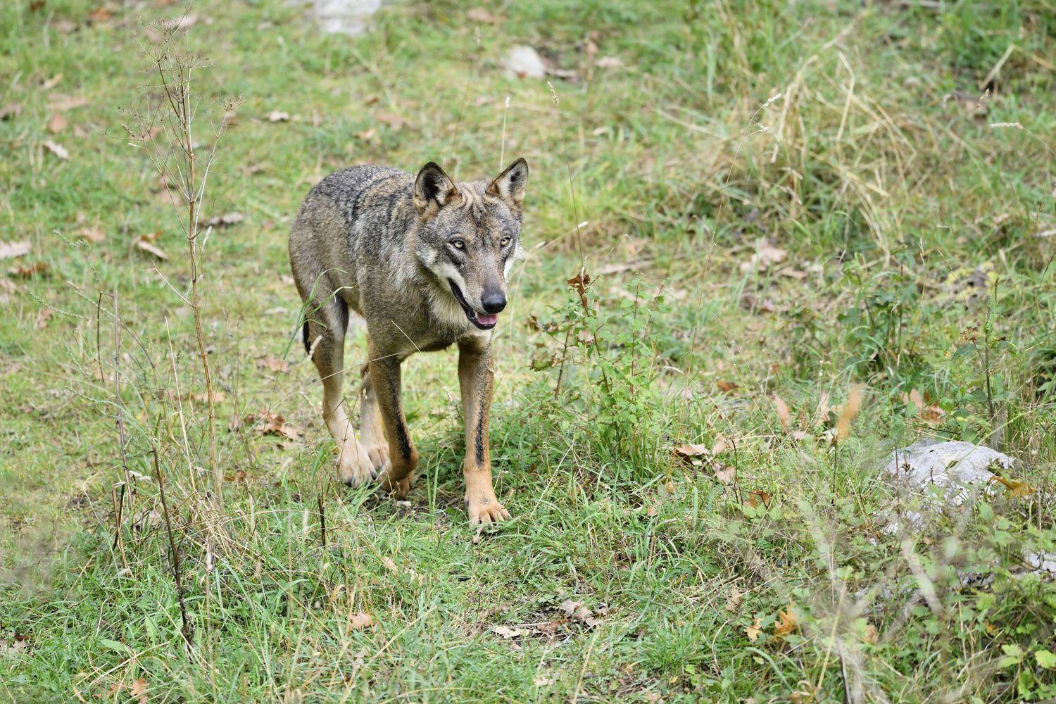 &nbsp;Un esemplare di lupo italiano