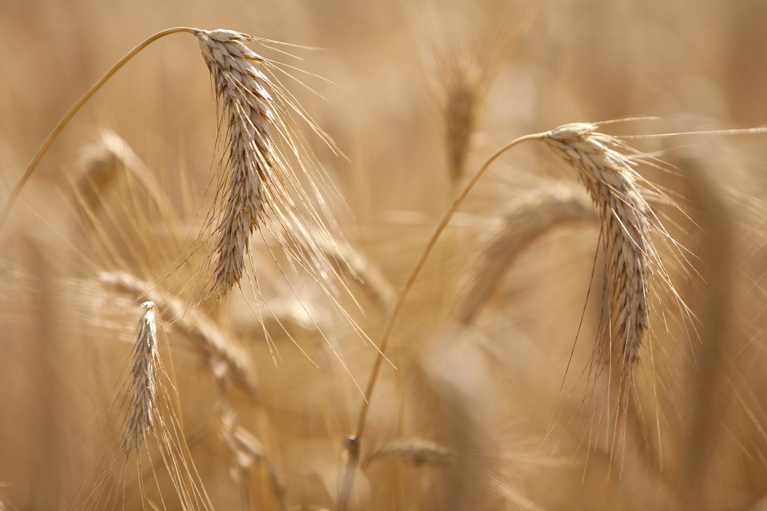 Spighe di grano maturo