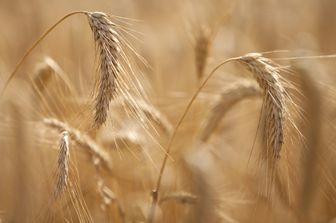 Spighe di grano maturo