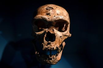 Uomo di Neanderthal (Staphanie De Sakutin/AFP)