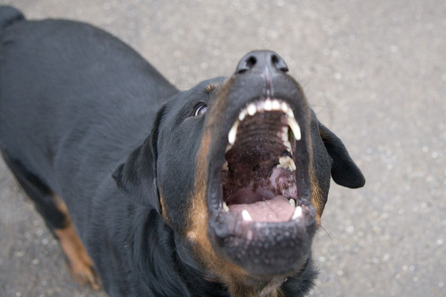 Un cane Rotweiller
