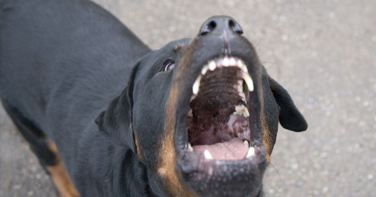 Moglie e marito aggrediti dal loro cane, lei rischia l