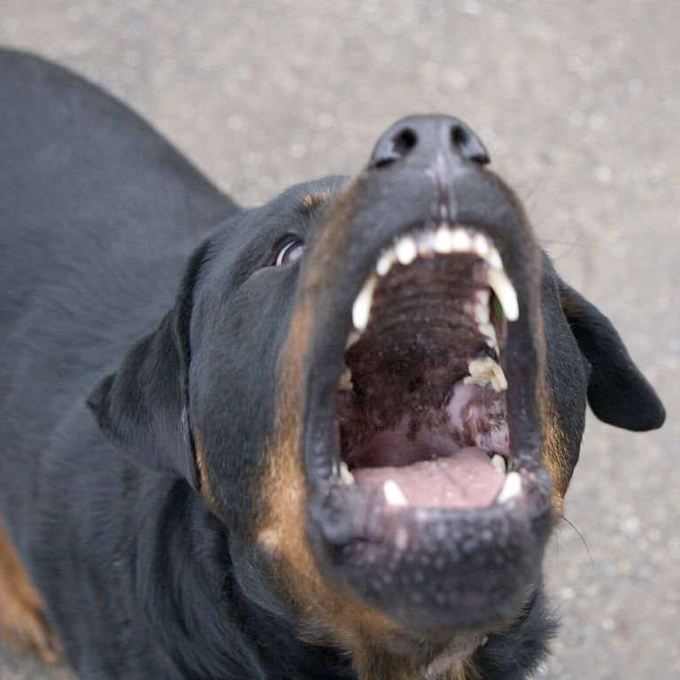 Un cane Rotweiller