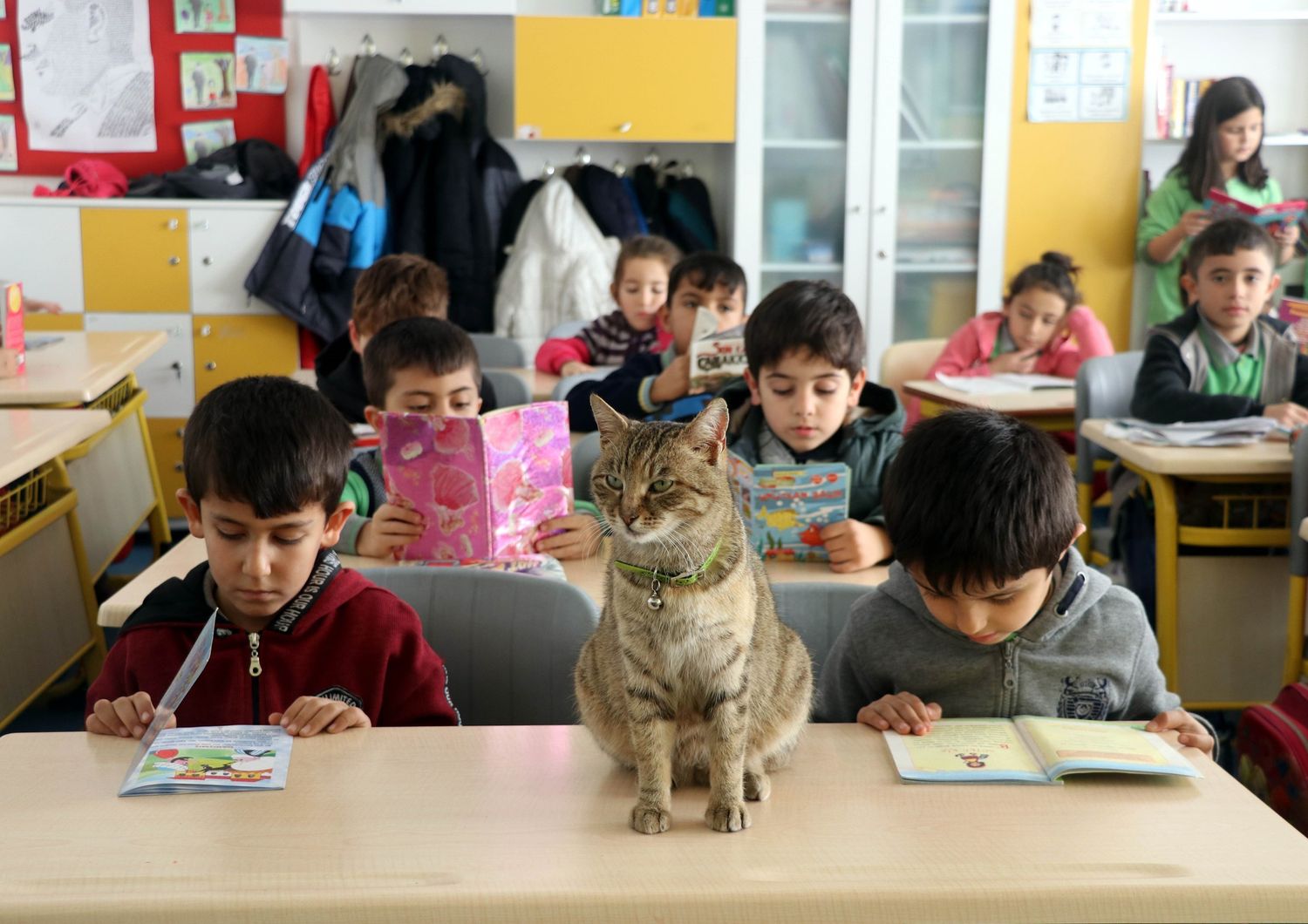 Un gatto in un istituto scolastico, immagine d'archivio