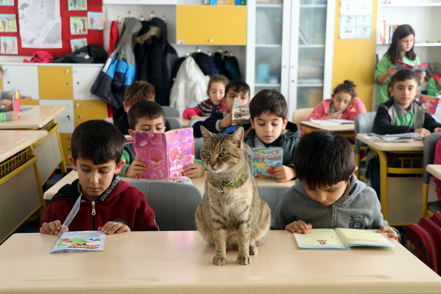 Un gatto in un istituto scolastico, immagine d'archivio