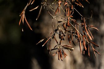 Xylella, un albero di ulivo attaccato in Puglia&nbsp;