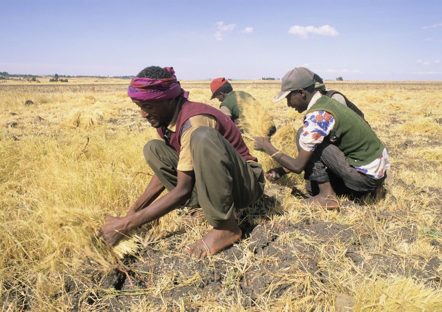 Grano Teff, Etiopia