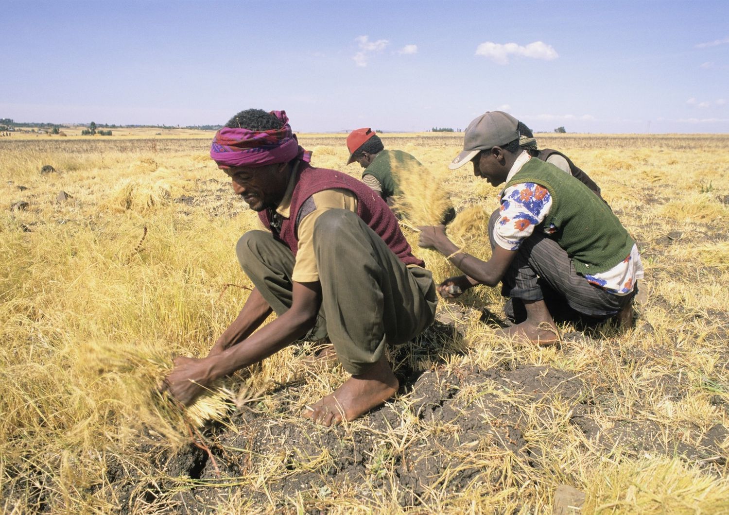 Grano Teff, Etiopia