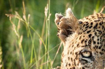 leopardo attacco sudafrica kruger