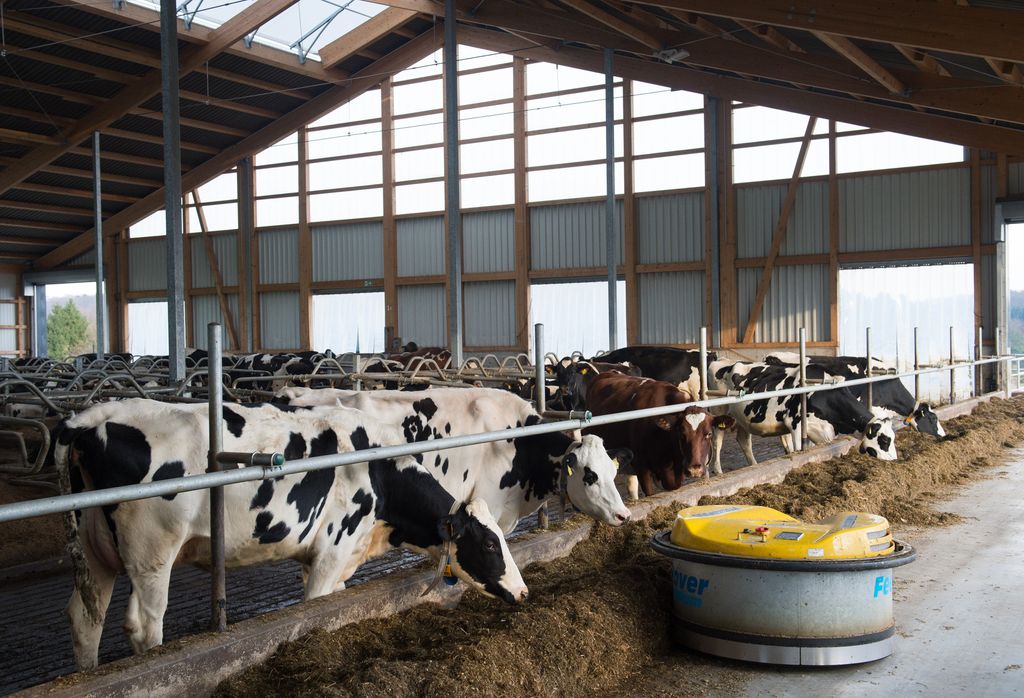 Allevamenti, automazione