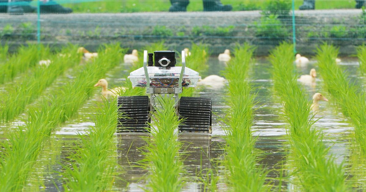 Arriva il robot che sa riconoscere le piante toccando le foglie
