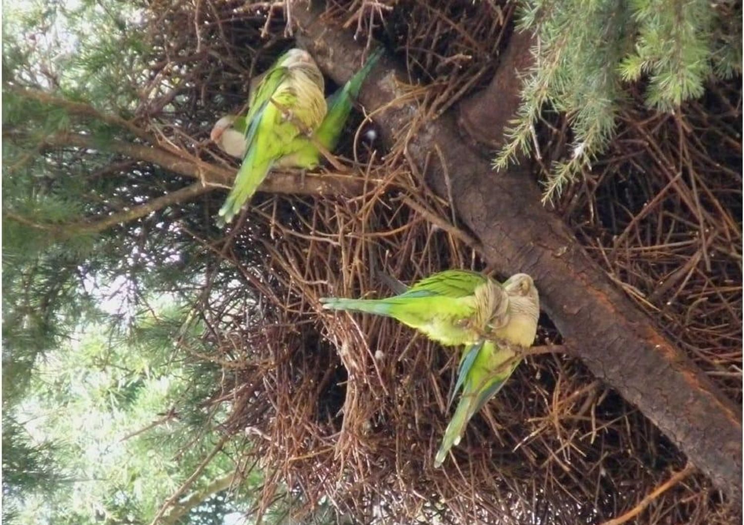 pappagallini puglia frutteti