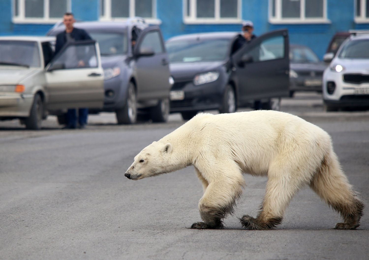 orso polare denutrito russia