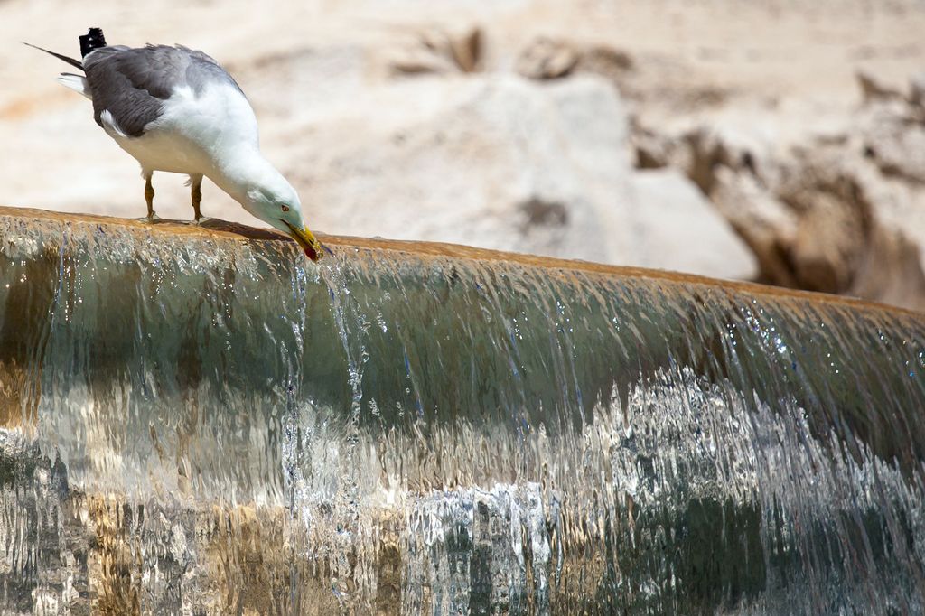 Un gabbiano beve in una fontana di Roma
