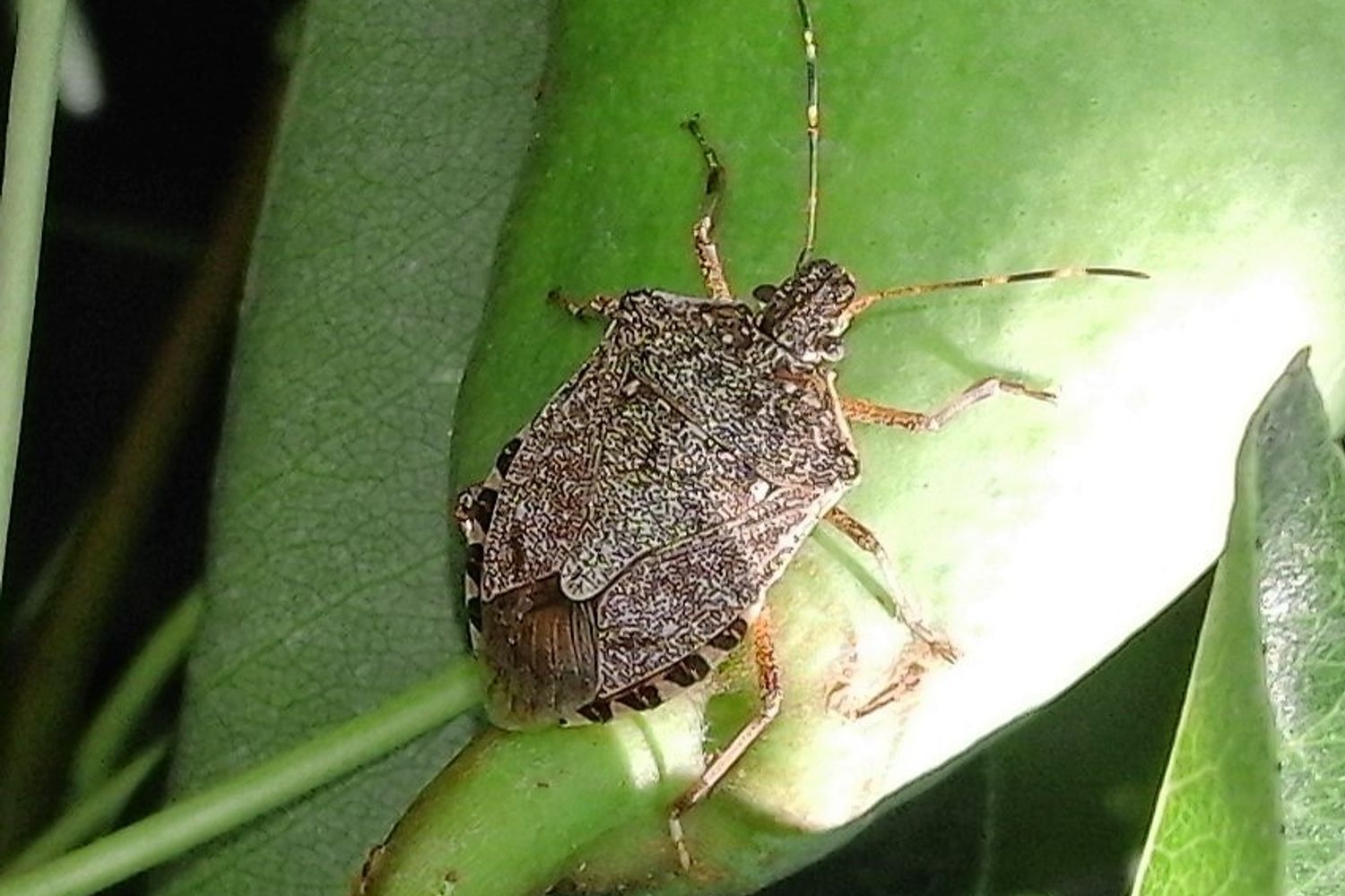 Cimice asiatica